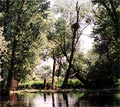 The Morava River Floodplain