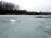 Bodícke rameno, 1. marec 2009 - labuť na ľade