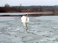 Bodícke rameno, 1. marec 2009 - labuť vo vode