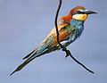 Bee - eater