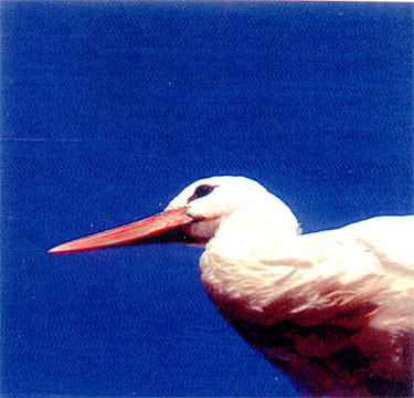 The White Stork  -  Orth an der Donau
