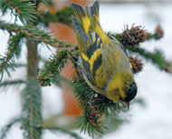 Snímka z knihy Z mojej vtáčej záhrady - Ekologické reminiscencie