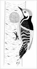 Snímka z knihy Z mojej vtáčej záhrady - Ekologické reminiscencie