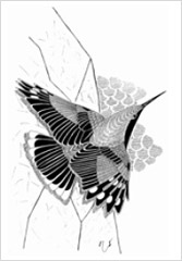 Ilustrácia z knihy Z mojej vtáčej záhrady - Ekologické reminiscencie