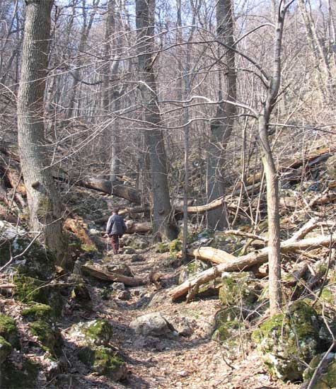 Certov Zlab - the Forest Path in the Small Carpathians Mountains