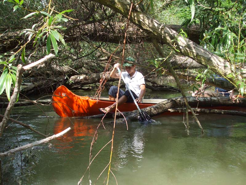 Medzi popadanými stromami