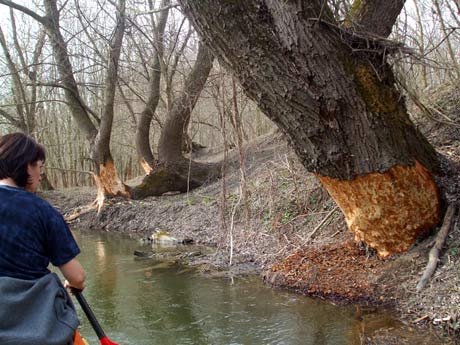 Dunajské ramená - 21.3.2010