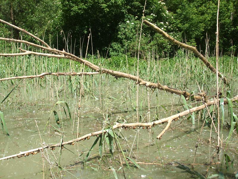 Konáre a byľky sú obsypané slimákmi, ktoré sa zachraňujú pred povodňou
