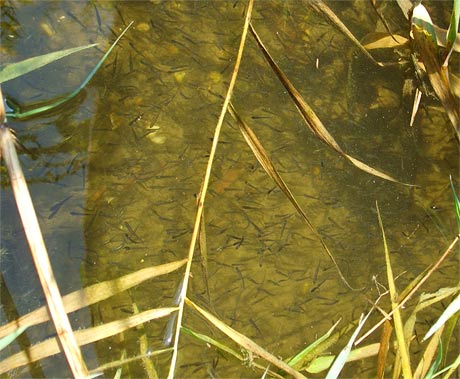 Život v dunajských ramenách