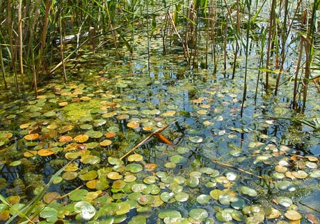Dunajské ramená - Danube River branches