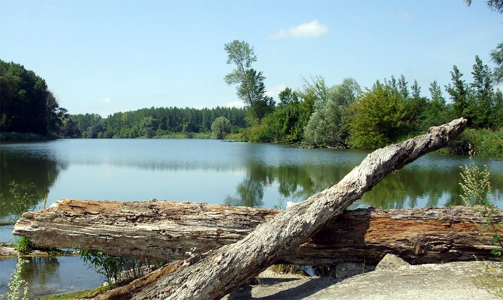 Ancient Snake of the Danube River