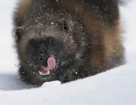 Z filmu Rosomák: Hon na fantóma