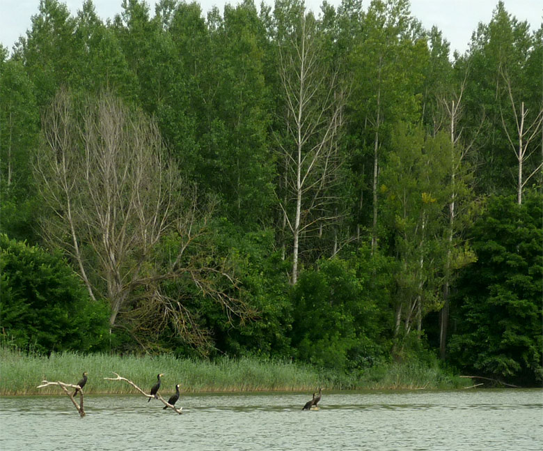 Kormorány  v dunajských ramenách