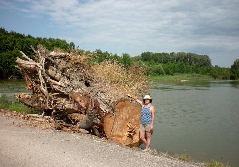 Takýto pníček sa počas povodne húpal vo vlnách
