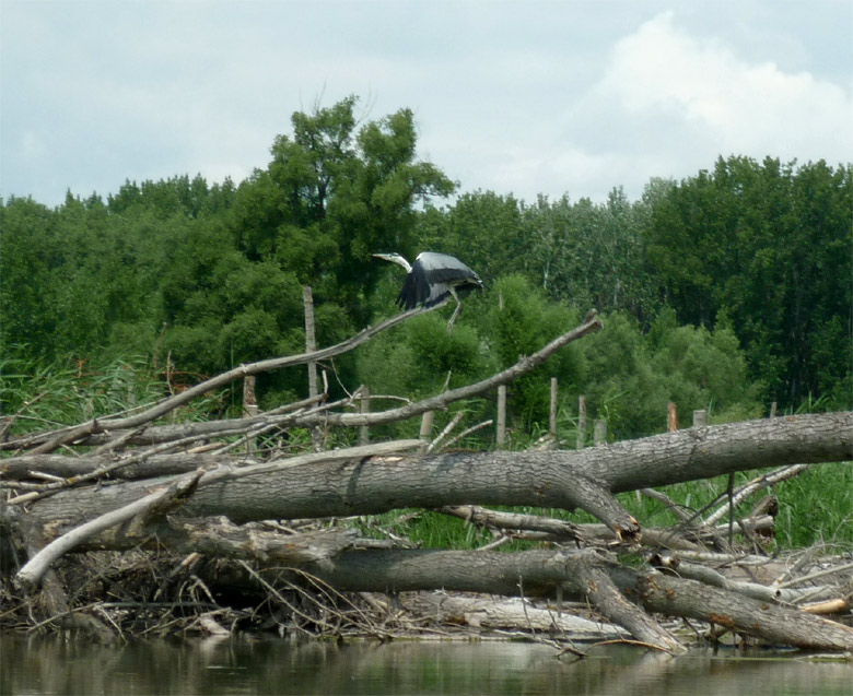 Volavka popolavá pri vzlete, dunajské ramená