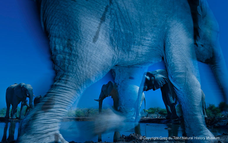 Fotograf živej prírody: Esencia slonov
