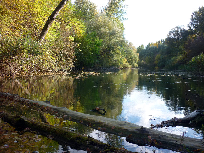 Fall in the Danube River branches, 2013