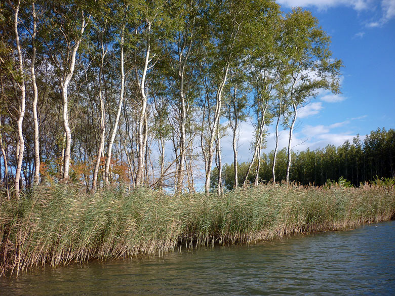 Fall in the Danube River branches, 2013