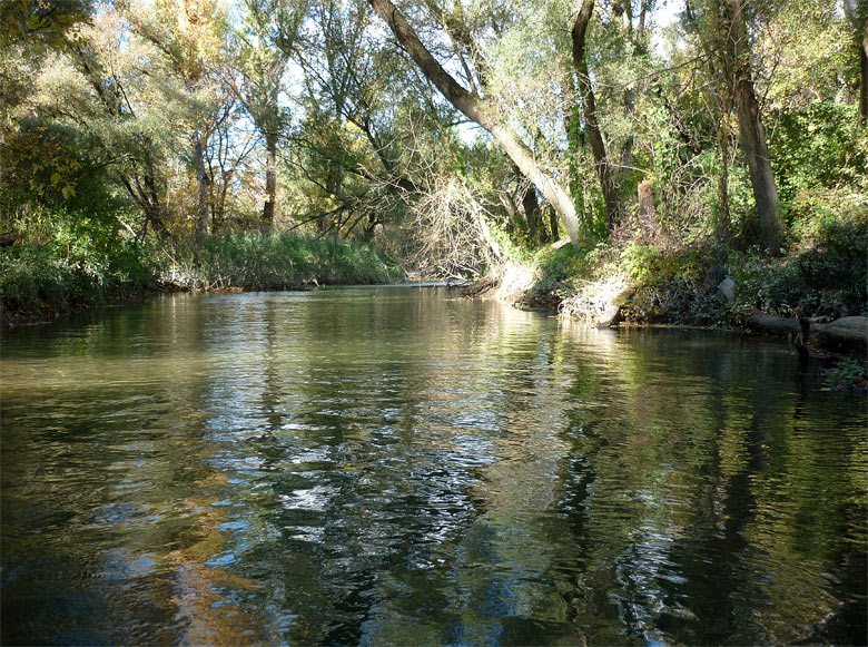 Fall in the Danube River branches, 2013