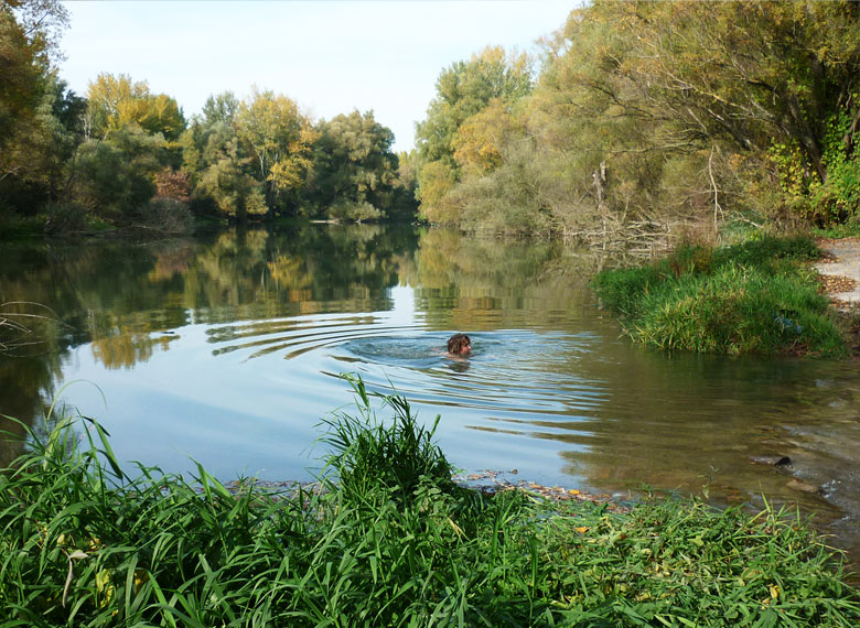 Fall in the Danube River branches, 2013