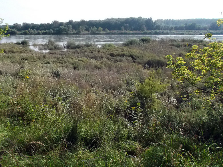 Zarastený  chodník k Dunaju pri Hornej vojčianskej prehrádzke