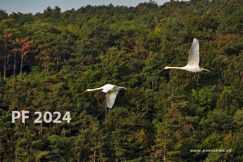 New Year Card greeting, swans