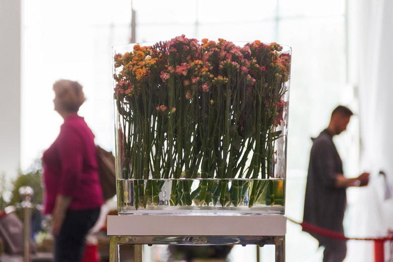 Kalanchoe