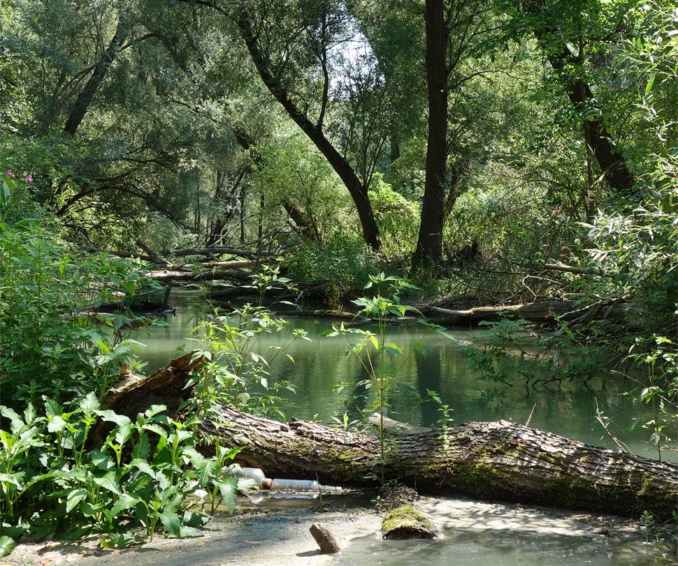 Ďžungľová varianta