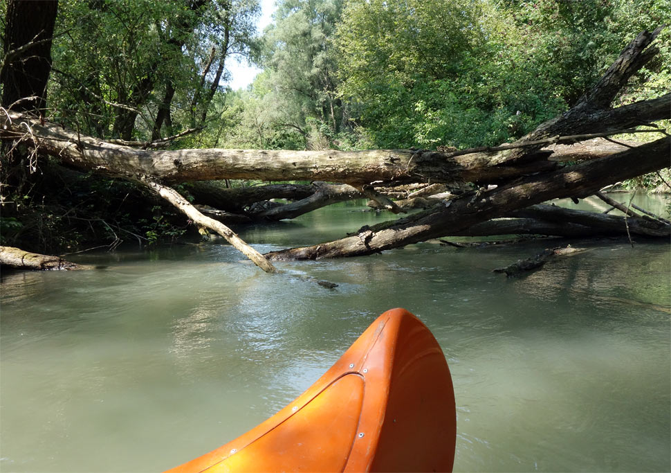 Ďžungľová varianta