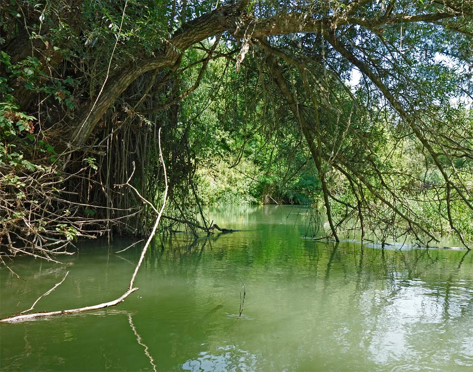 Ďžungľová varianta
