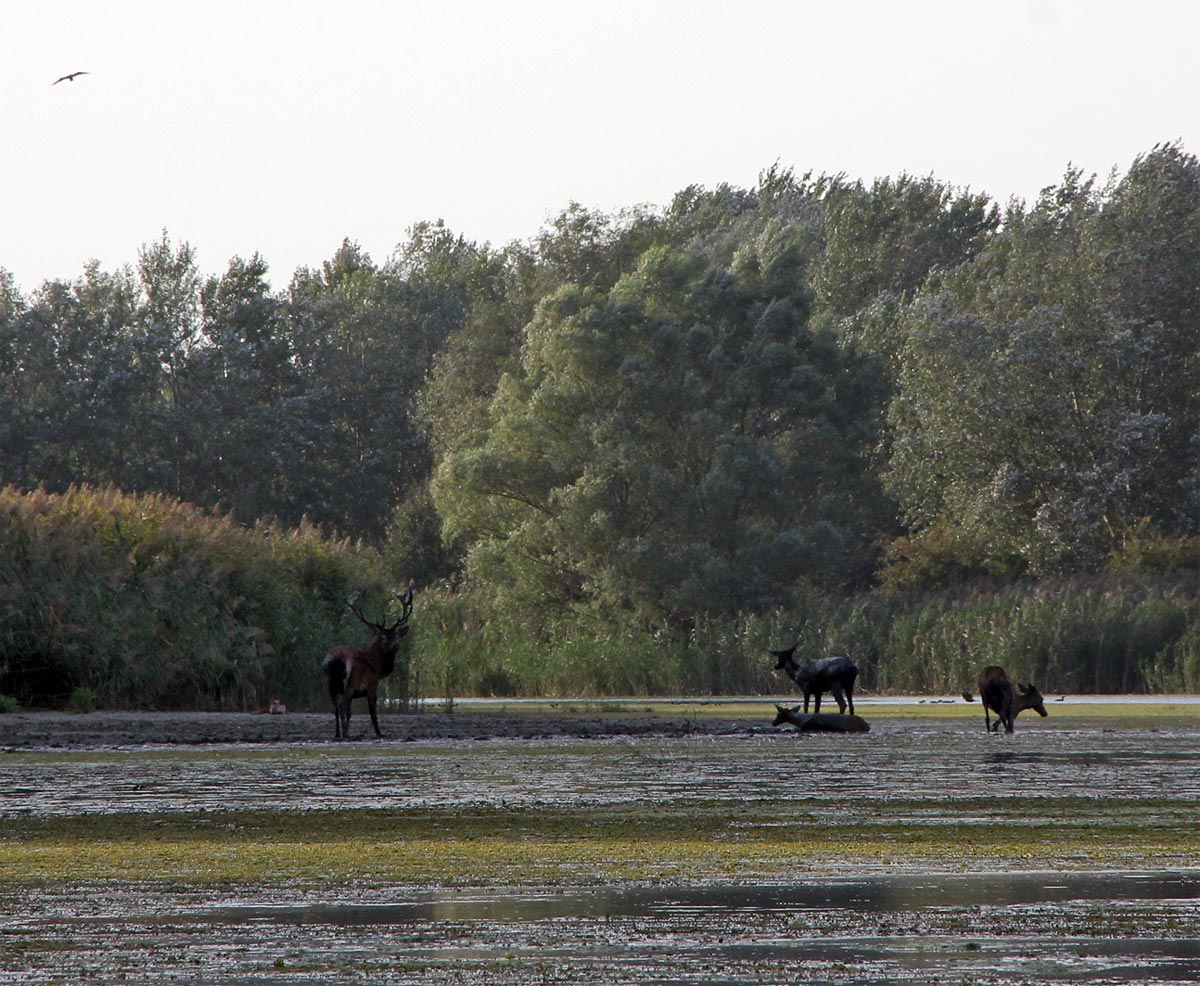 Deers and fox in the Danube River branches