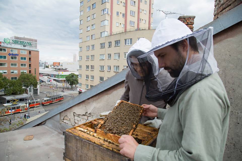 Úľ na Starej tržnici v Bratislave