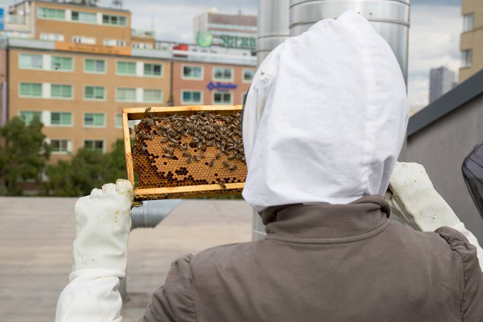 Hive at Stara Trznica building in Bratislava center