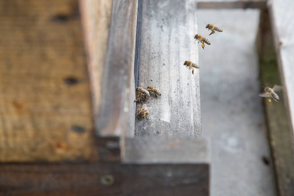 Hive at Stara Trznica building in Bratislava center