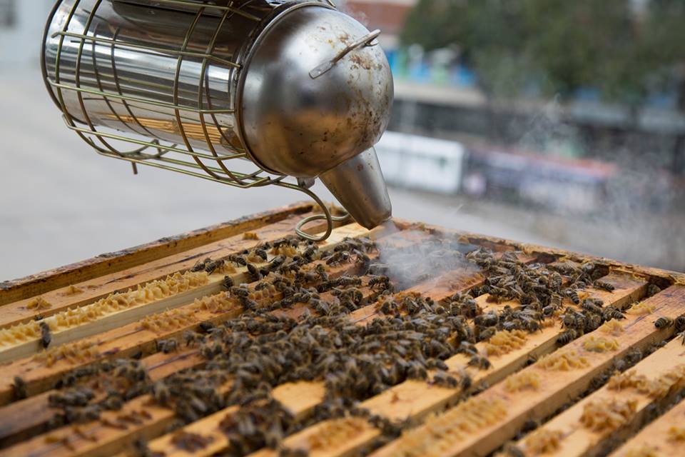 Hive at Stara Trznica building in Bratislava center