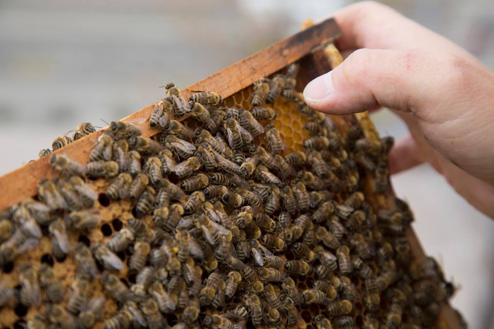 Hive at Stara Trznica building in Bratislava center