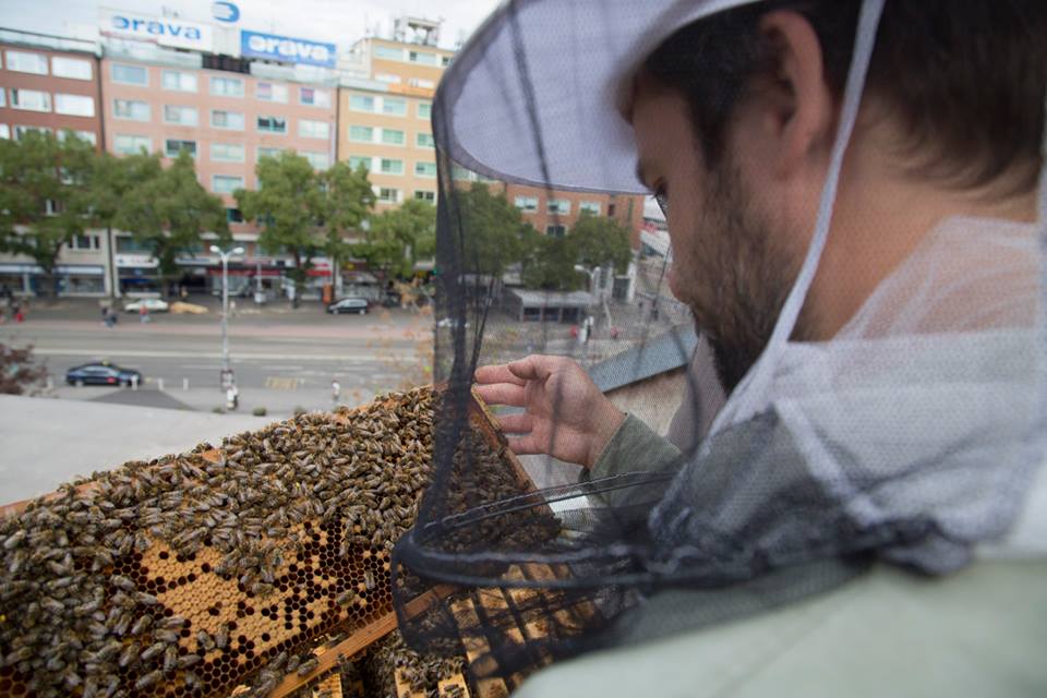 Hive at Stara Trznica building in Bratislava center