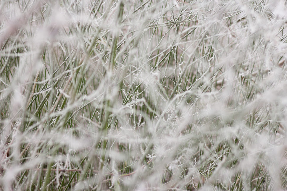 Trojkráľová prechádzka v zasrienenom lese