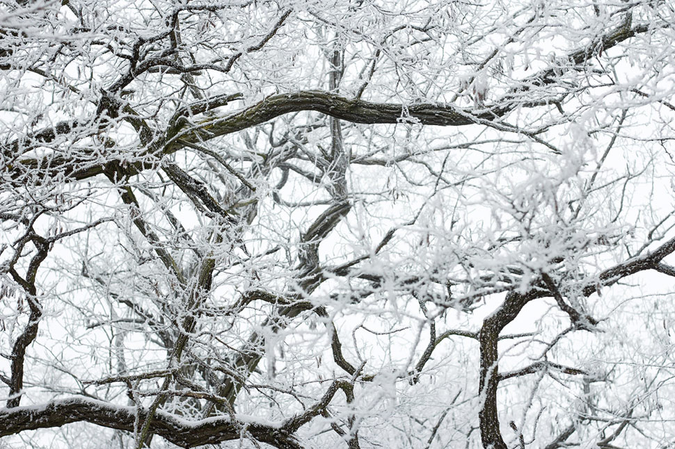 Trojkráľová prechádzka v zasrienenom lese