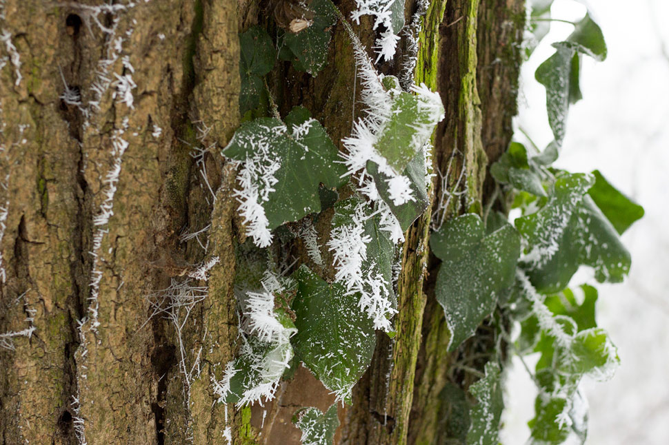 Trojkráľová prechádzka v zasrienenom lese