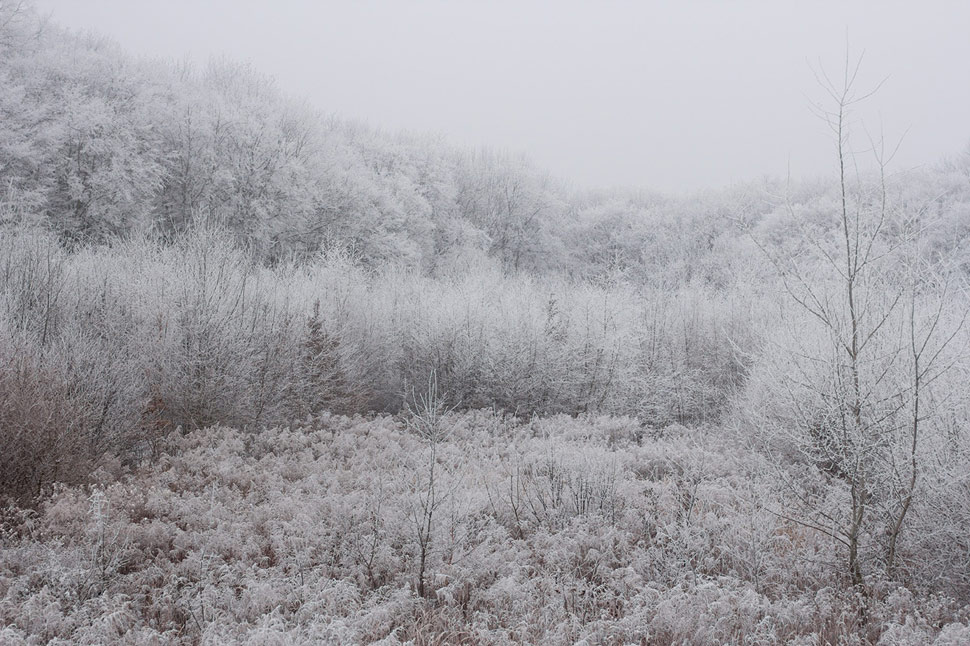 Trojkráľová prechádzka v zasrienenom lese