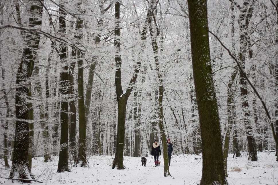 Trojkráľová prechádzka v zasrienenom lese