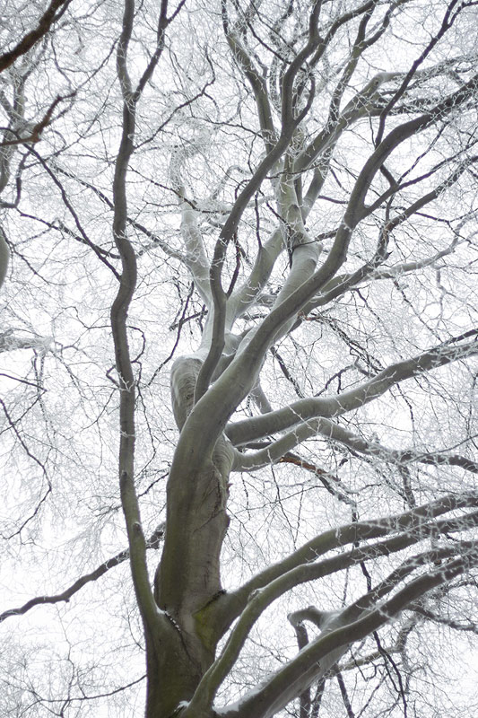 Trojkráľová prechádzka v zasrienenom lese