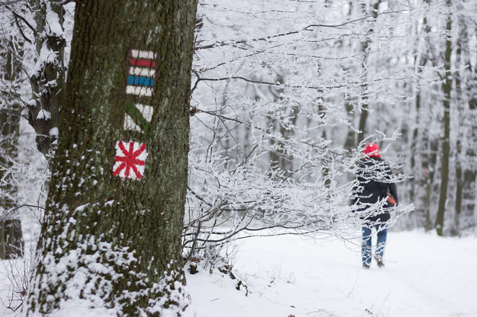 Trojkráľová prechádzka v zasrienenom lese