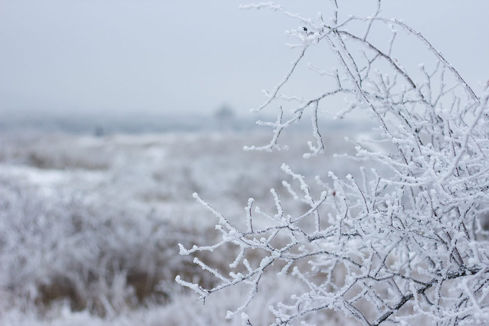 Trojkráľová prechádzka v zasrienenom lese