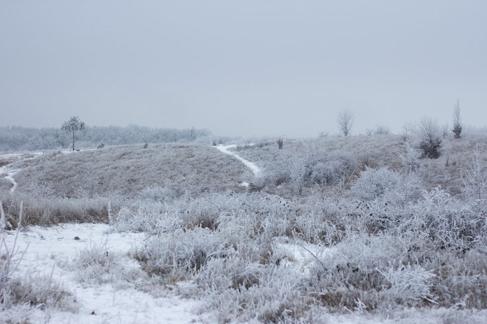 Trojkráľová prechádzka v zasrienenom lese