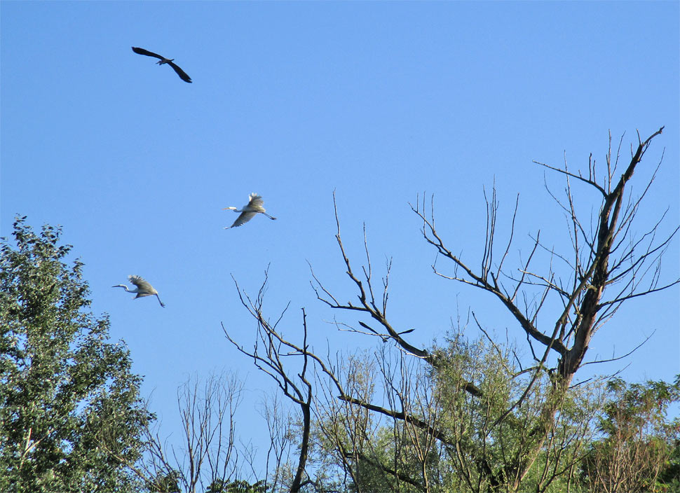 Volavky si pri lete skladajú krk do tvaru písmena Z. Tá horná to už urobila
