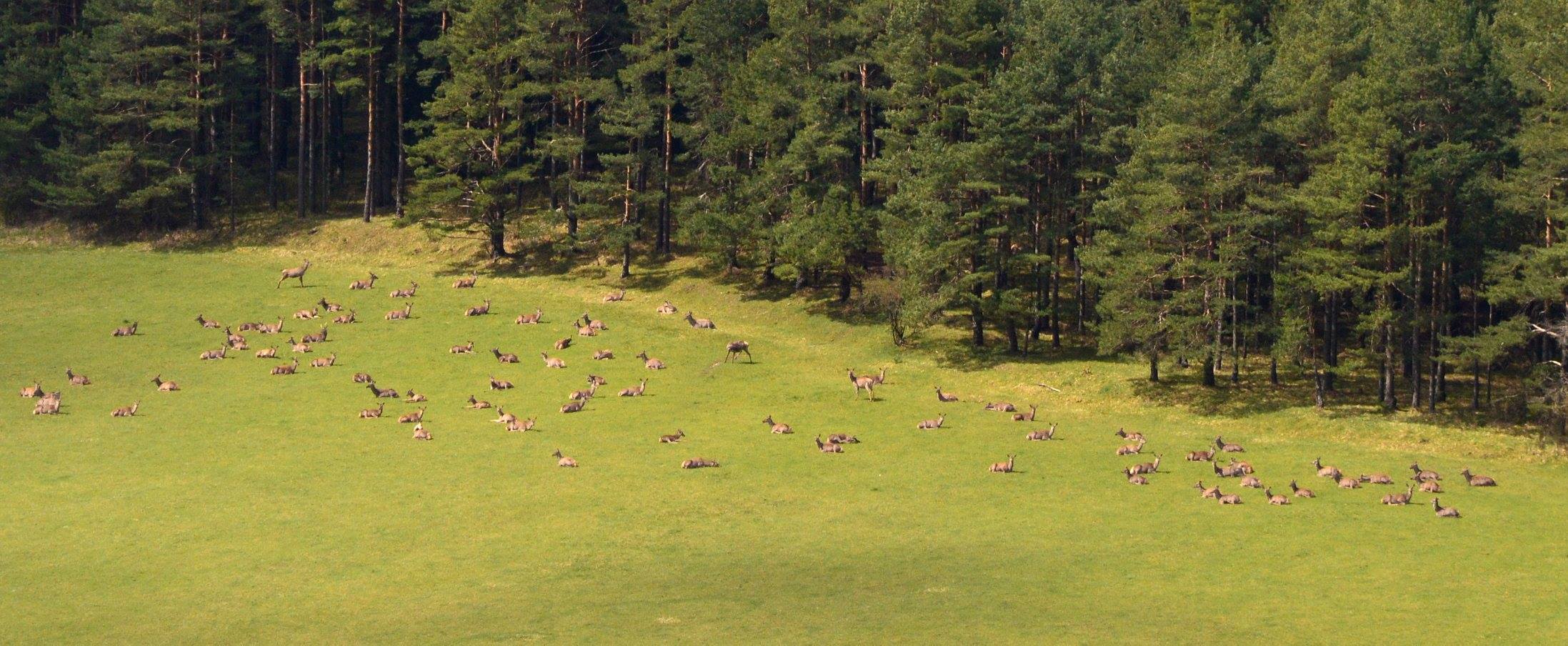 A herd od deer near Folkusova and Blatnica