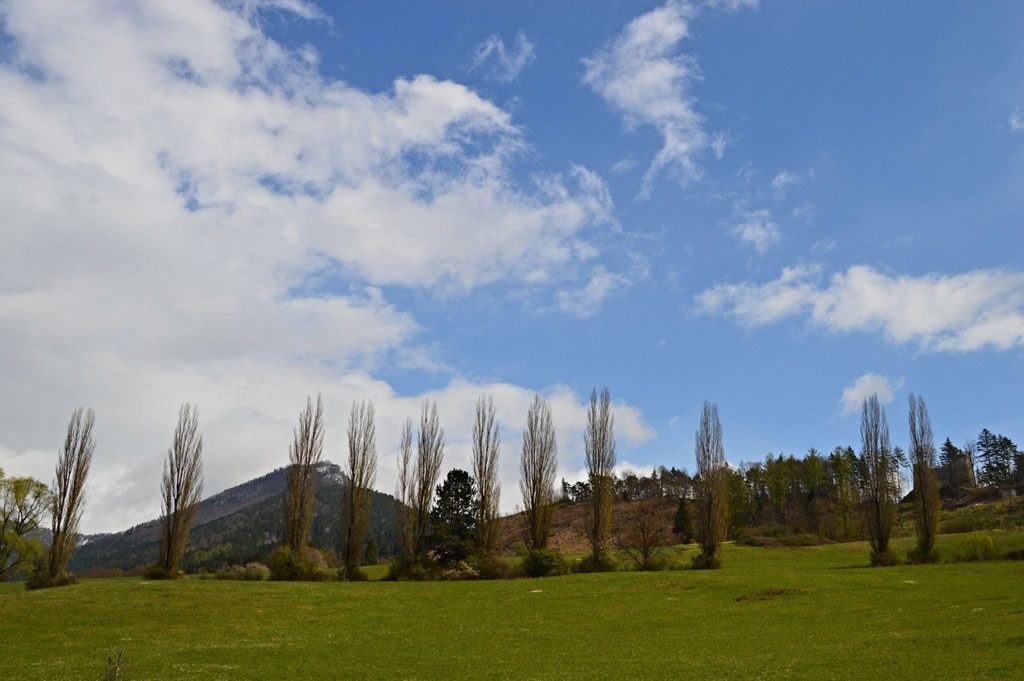 Poplars below Pekarka and Blatnický Hrad Castle