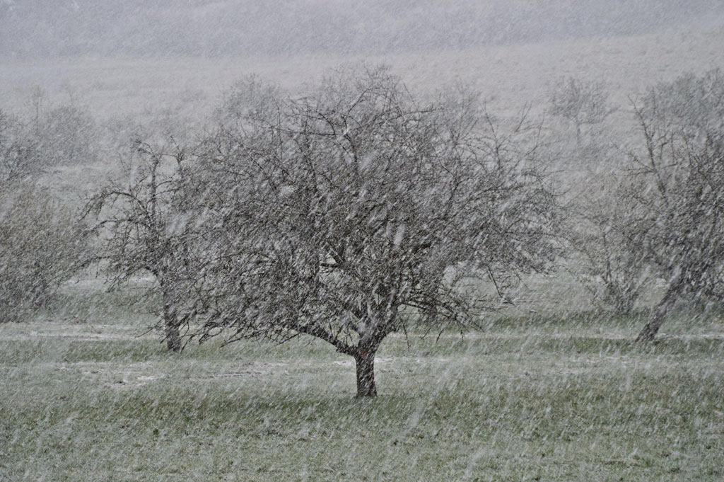 I expected a blossoming apple orchard